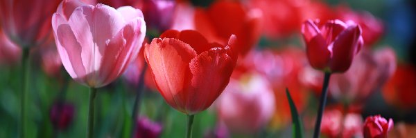 Czerwone, Różowy, Tulipany, Kwiaty, Tulipan