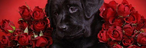 Labrador retriever, Róże, Czerwone, Czarny
