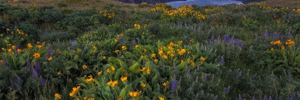 Łubin, Kwiaty, Góry, Columbia River Gorge, Rezerwat przyrody, Stany Zjednoczone, Stan Oregon, Łąka, Balsamorhiza