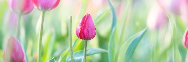 Tulipany, Rozmycie, Liście, Kwiaty