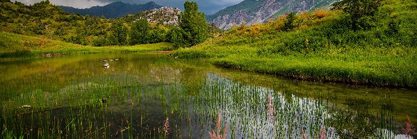 Prowincja Jalal Abad, Jezioro Sary Chelek, Drzewa, Chmury, Góry, Kirgistan, Trawy
