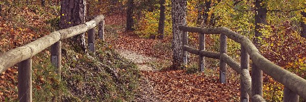 Jesień, Drzewa, Las, Balustrada, Ścieżka