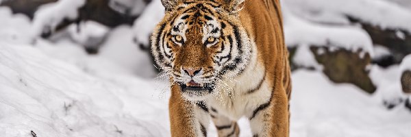 Śnieg, Zima, Tygrys syberyjski