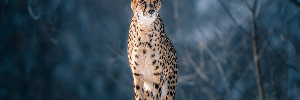 Skała, Gepard