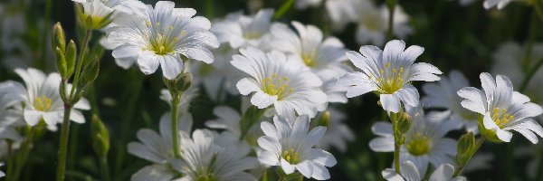 Kwiaty, Zbliżenie, Rogownice polne, Białe