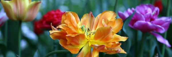 Kolorowe, Rozkwitnięte, Tulipany, Kwiaty