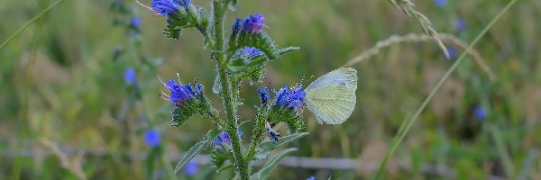 Motyl, Trawa, Bielinek rzepnik, Kwiaty