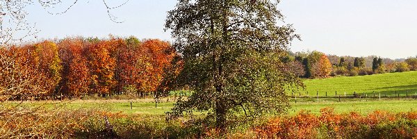 Jesień, Staw, Drzewa, Łąka, Pole