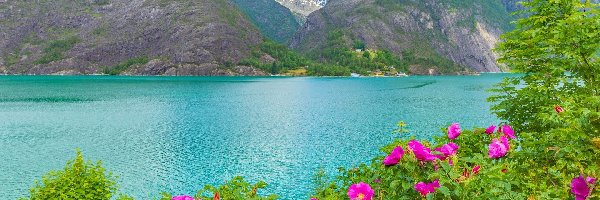 Kwiaty, Fiord, Akrafjorden, Park Narodowy Folgefonna, Norwegia, Roślinność, Góry