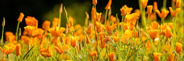 Eschscholzia californica, Maczki kalifornijskie, Pozłotki, Pomarańczowe, Kwiaty
