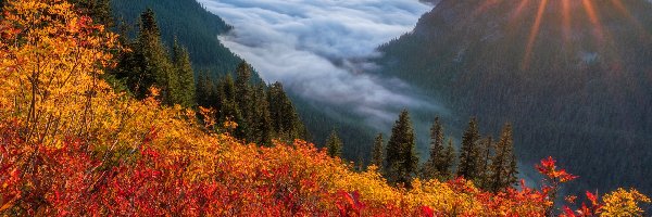 Mgła, Dolina, Stany Zjednoczone, Jesień, Las, Drzewa, Zachód słońca, Góry, Snoqualmie Valley, Stan Waszyngton