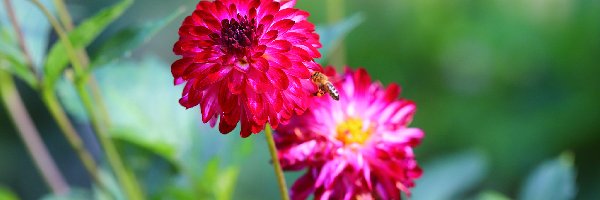 Pszczoła, Kwiaty, Dalie