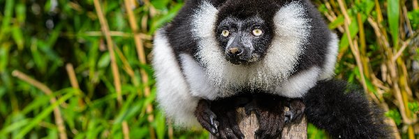 Słupek, Lemur, Czarno-biały