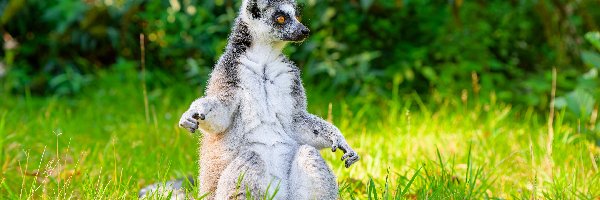 Trawa, Siedzący, Lemur