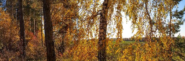Jesień, Liście, Drzewa, Pole, Las