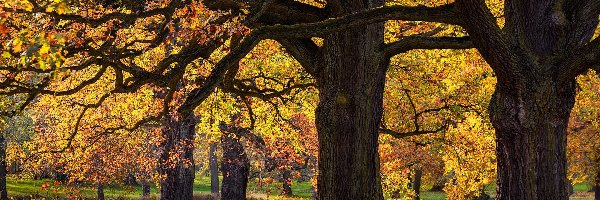 Jesień, Drzewa, Pożółkłe, Park