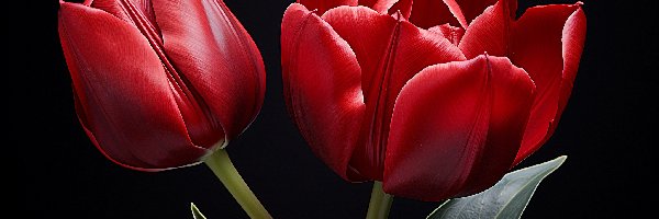 Tulipany, Liście, Czerwone, Grafika