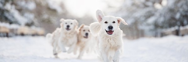 Śnieg, Golden retriever, Zima, Bieg, Psy, Trzy