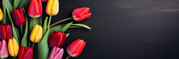Ciemne tło, Tulipany, Kolorowe