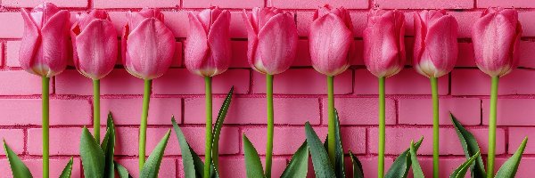 Kwiaty, Ściana, Tulipany, Różowe