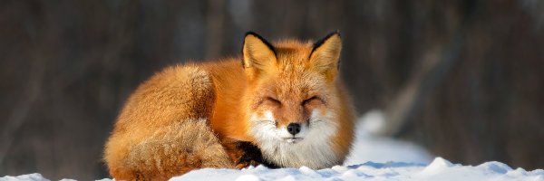 Leżący, Rudy, Śpiący, Śnieg, Lis