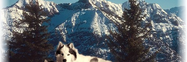 góry, Siberian Husky, dwa