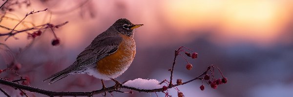 Ptak, Suche, Gałązka, Grafika AI, Owoce