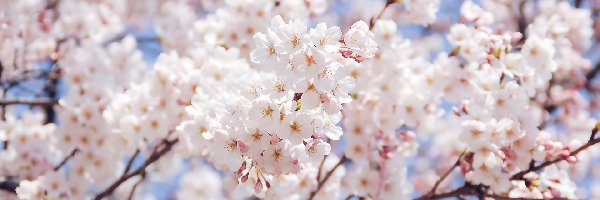 Kwitnąca, Drzewo owocowe, Gałązka, Kwiaty, Jasnoróżowe