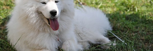 Samojed, język