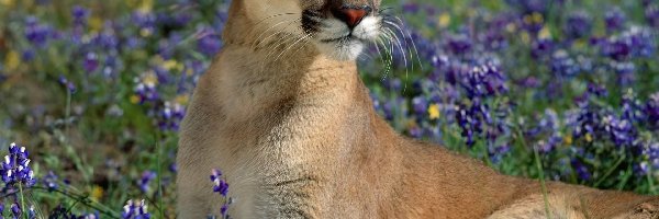 Łąka, Puma