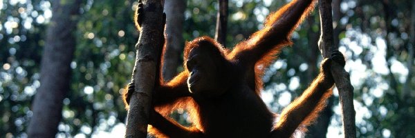 drzewa, orangutan, Małpa
