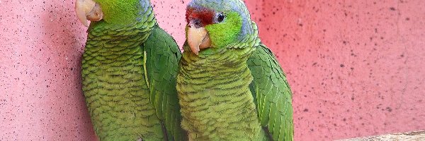 Papużki, Zielone, Dwie