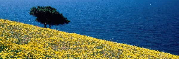 łąka, Morze, Grecja