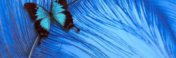 Motyl, Pióro, Niebieskie, Kolorowy