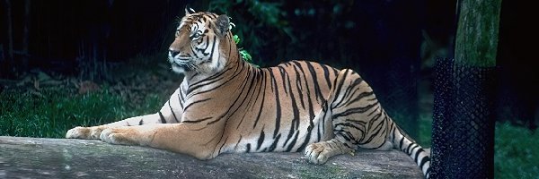 Tygrys, Odpoczywający