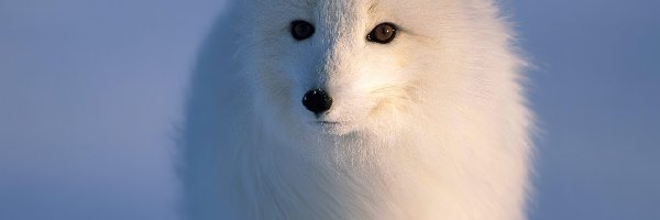 Polarny, Lis, Biały