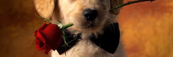 Róża, Szczeniak, Golden retriever, Pies