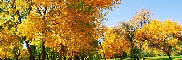 Jesień, Drzewa, Żółte, Złota