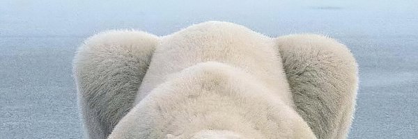 Polarny, Niedźwiedź