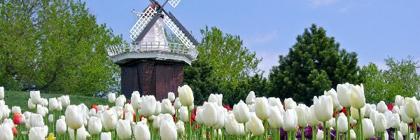 Wiatrak, Tulipany, Holenderskie