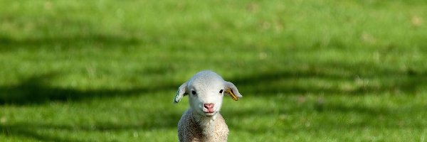 Owieczka, Mała