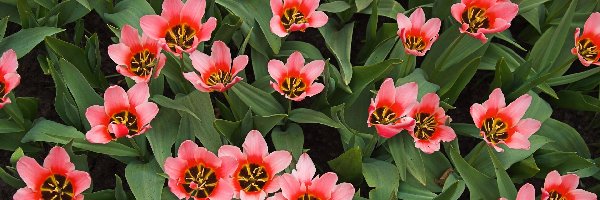 Tulipany, Rozwinięte, Różowe