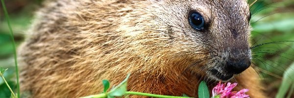 Brązowe, Kwiatek, Futerko, Nutria