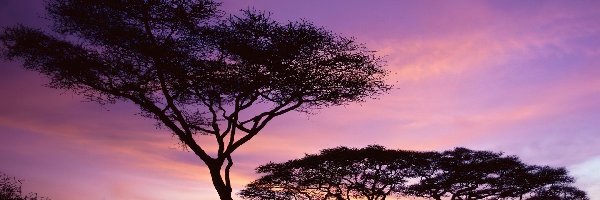 Drzewa, Afryka