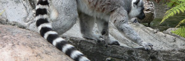 Ogon, Kamienie, Lemura, Długi