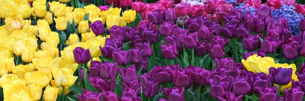 Kolorowe Tulipany