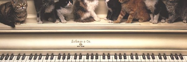 Pianino, Koty