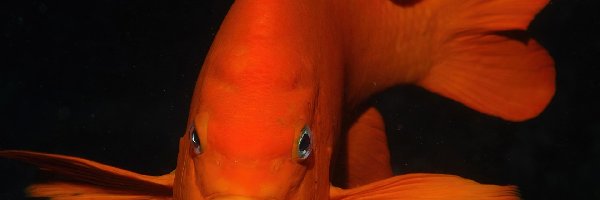 Ryba, Pomarańczowa