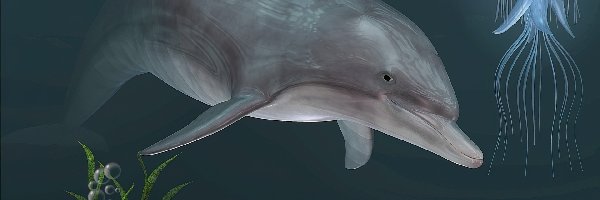 3D, Meduza, Delfin