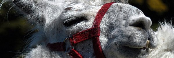 Lama, Biała
